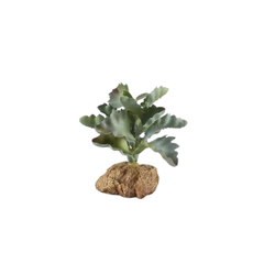 Artificial Tropical Succulent with Base