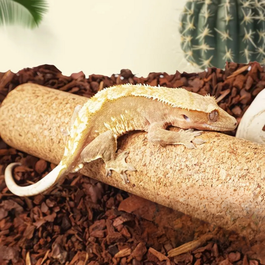 Natural Cork Bark Climbing Log for Reptiles