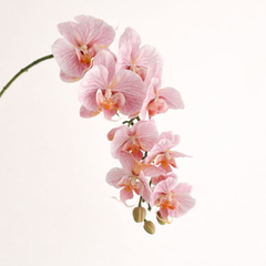 Artificial Phalaenopsis Orchid Vine for Climbing & Cascading Terrariums