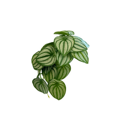 Artificial Climbing Plant