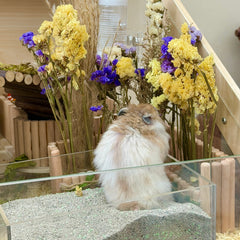 Natural Wooden Foraging & Spray Holder for Hamsters