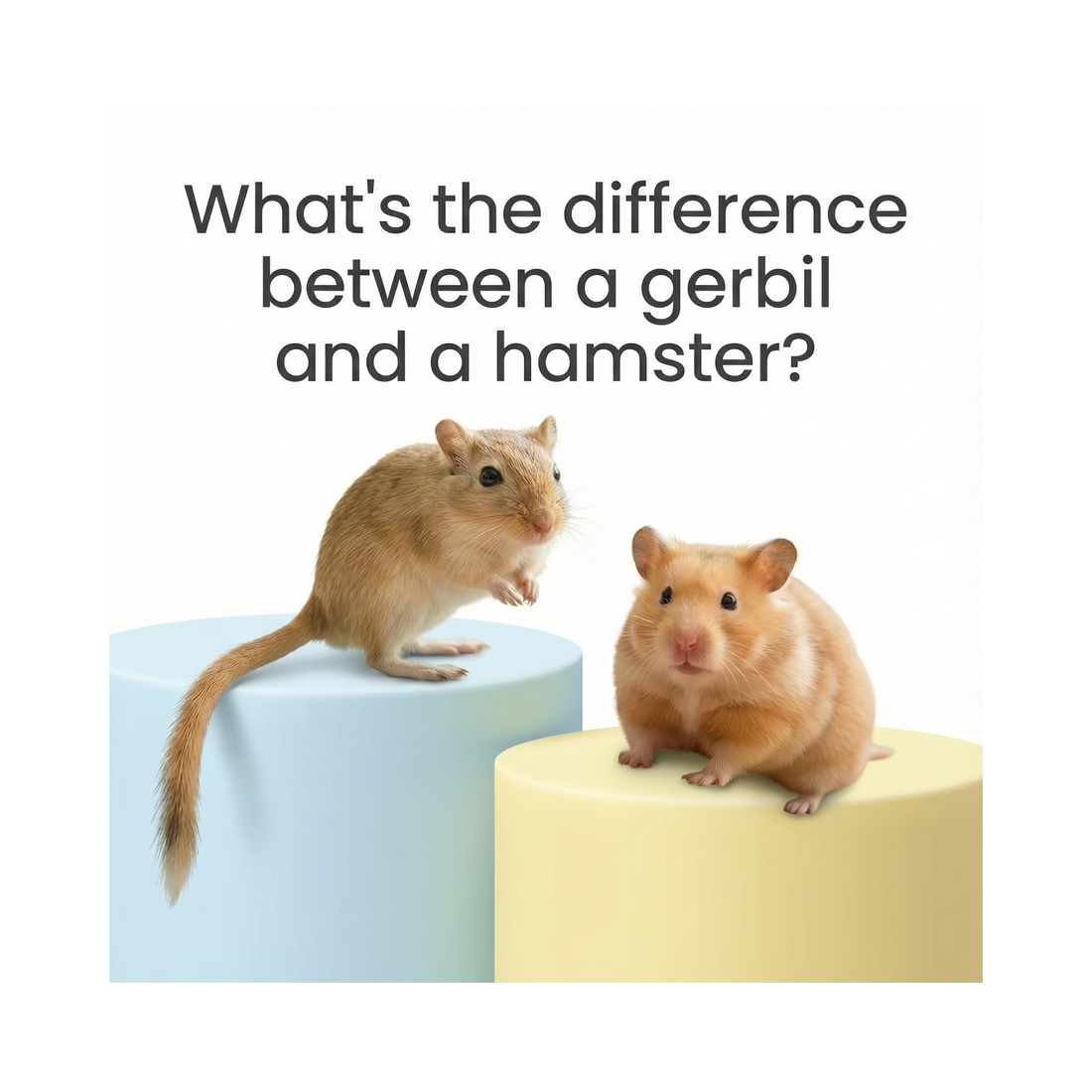 What's the difference between a gerbil and a hamster