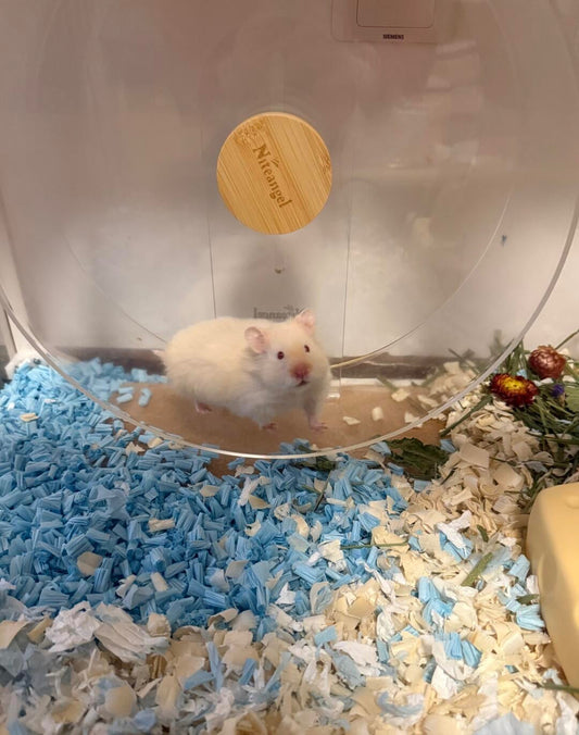 What Size Wheel for Syrian Hamster?