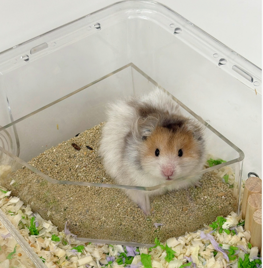 Can Hamsters Take a Bath?