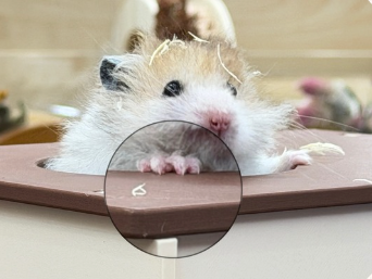 A fluffy hamster resting its paws on the edge of a wooden hideout, showing its tiny claws.
