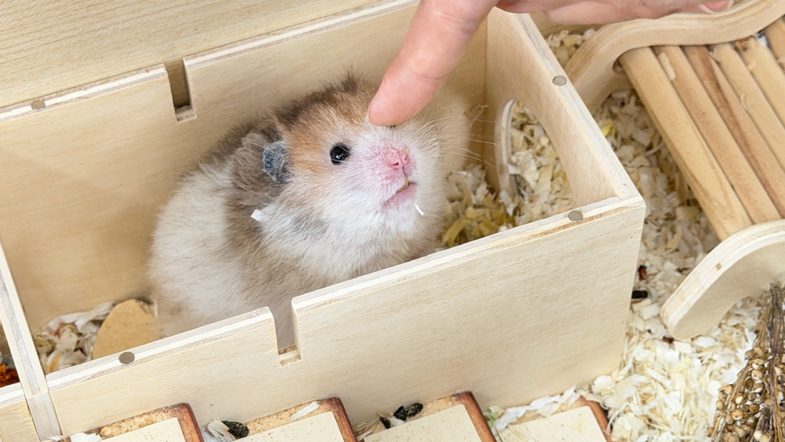 What Is a Hamster’s Vision Like?