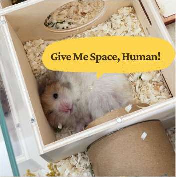Why Is My Hamster Scared of Me? 7 Ways to Build Trust With Your Hamster