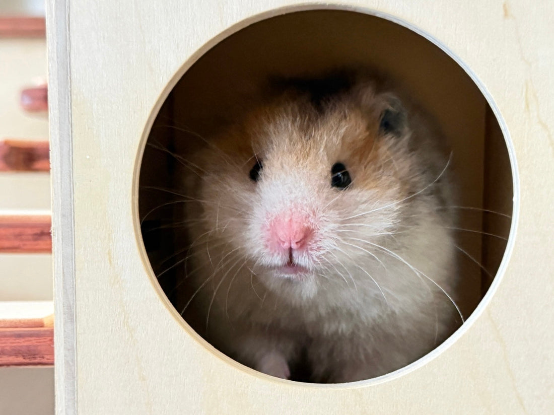 Why You Should Never Trim Your Hamster’s Whiskers