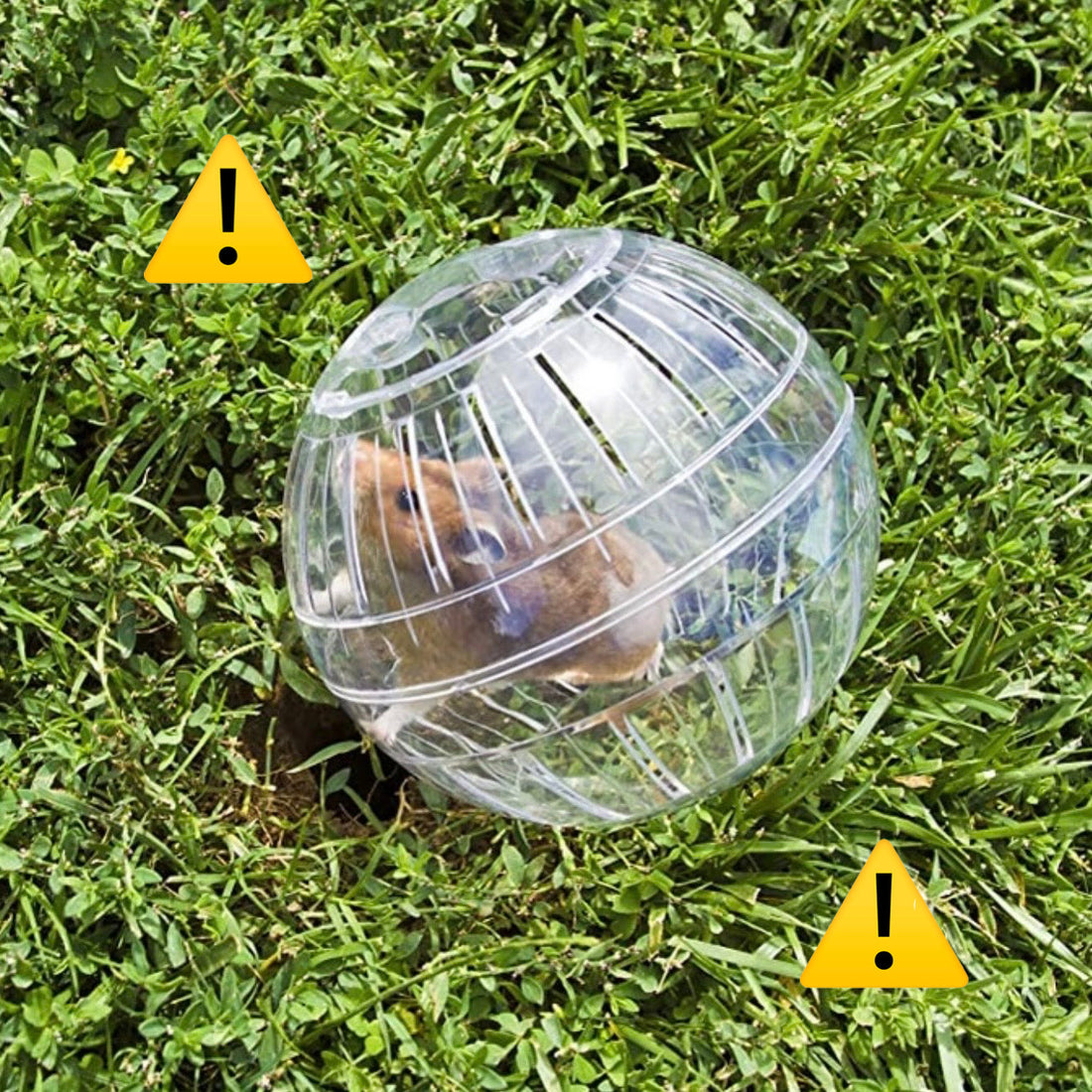 Why You Shouldn’t Use a Hamster Ball