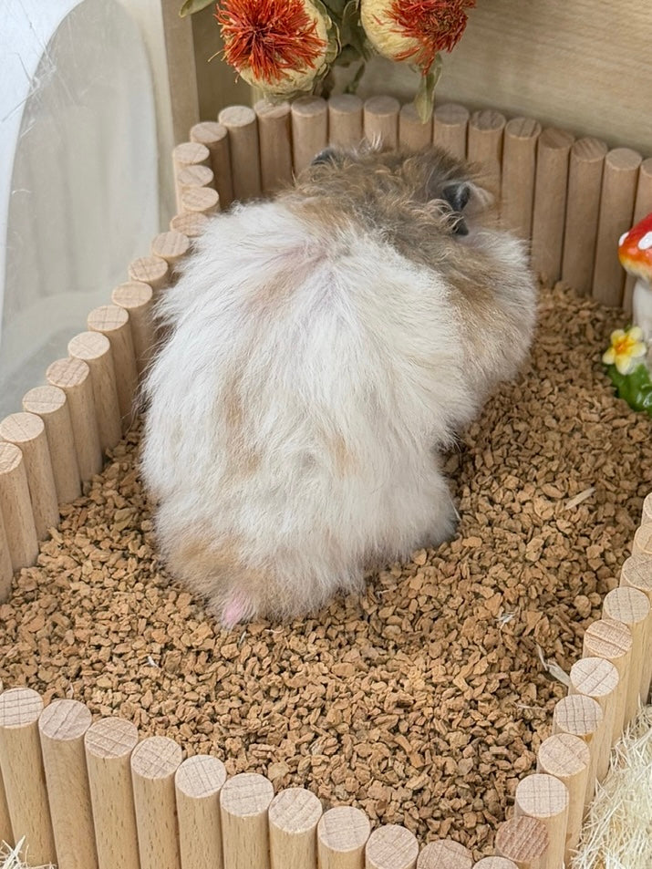 Why Do Hamsters Have Short Tails?