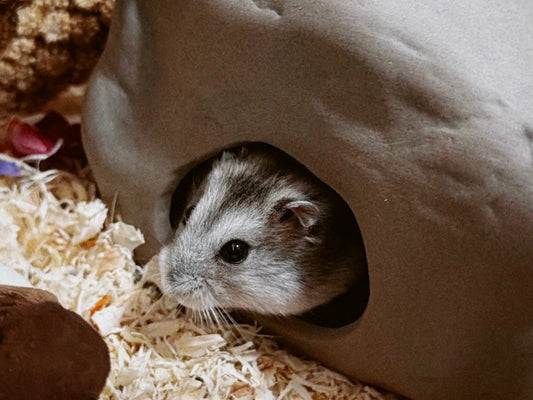 Is That Cute Ceramic Hideout Actually Good for Your Hamster?
