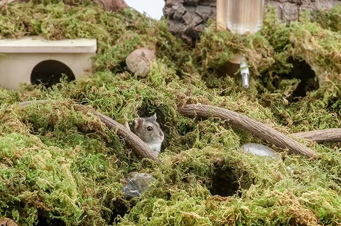 3 Ways to Use Moss in a Hamster Setup