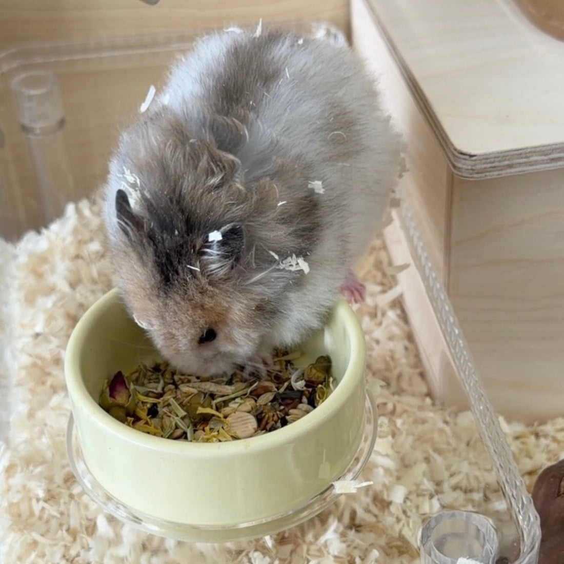 What Do I Feed A Hamster: A Guide to Syrian and Dwarf Hamster Nutrition