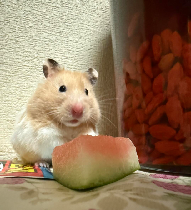 Can Hamsters Eat Watermelon?