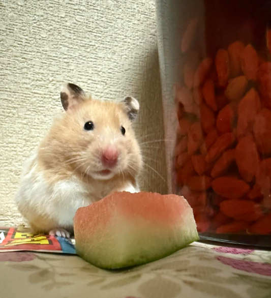 Can Hamsters Eat Watermelon?