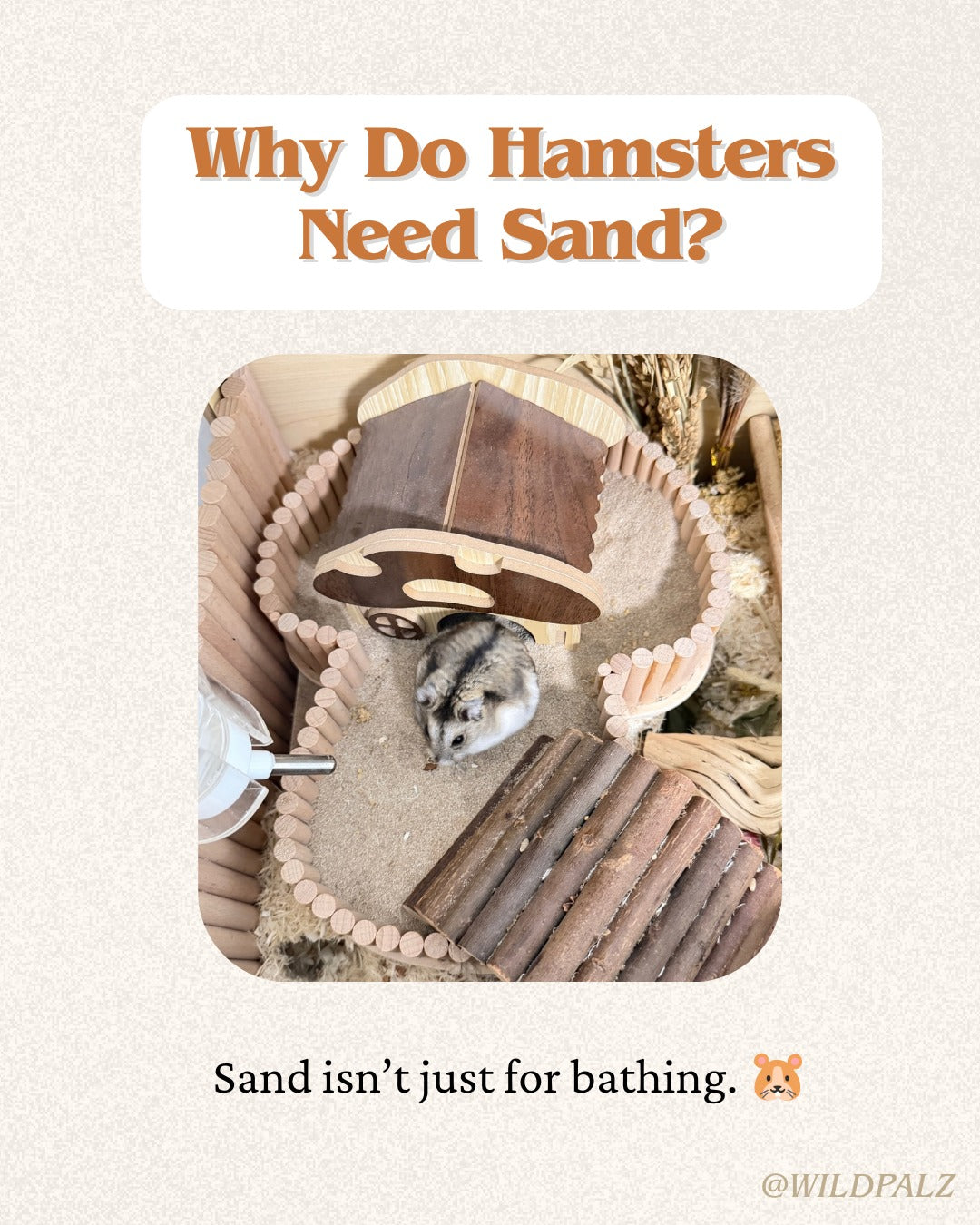 Why Do Hamsters Need Sand?