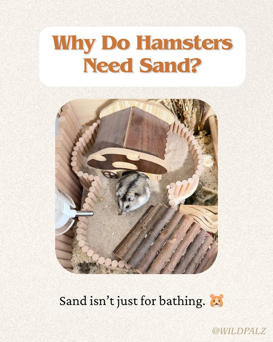 Why Do Hamsters Need Sand?