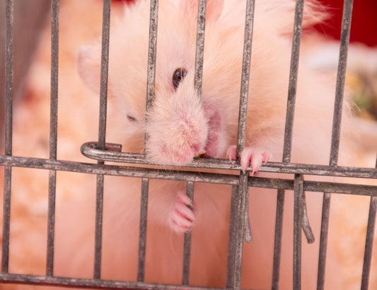 What Happens If Your Hamster Doesn’t Have a Hideout?
