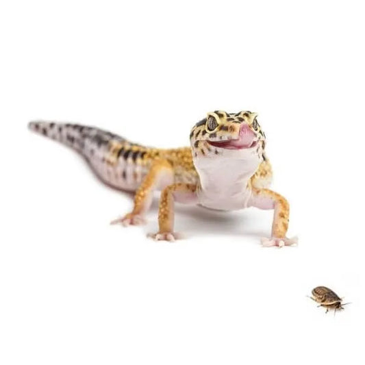 How Many Dubia Roaches to Feed a Leopard Gecko