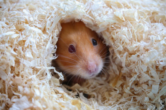 How Many Hideouts Does a Hamster Actually Need?