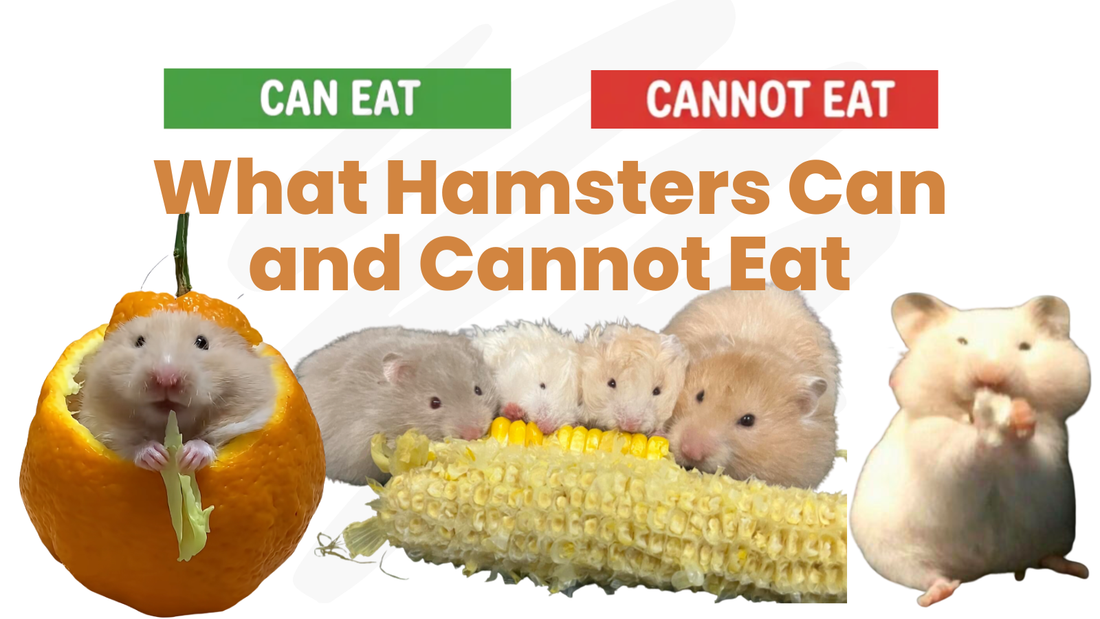 What Hamsters Can and Cannot Eat