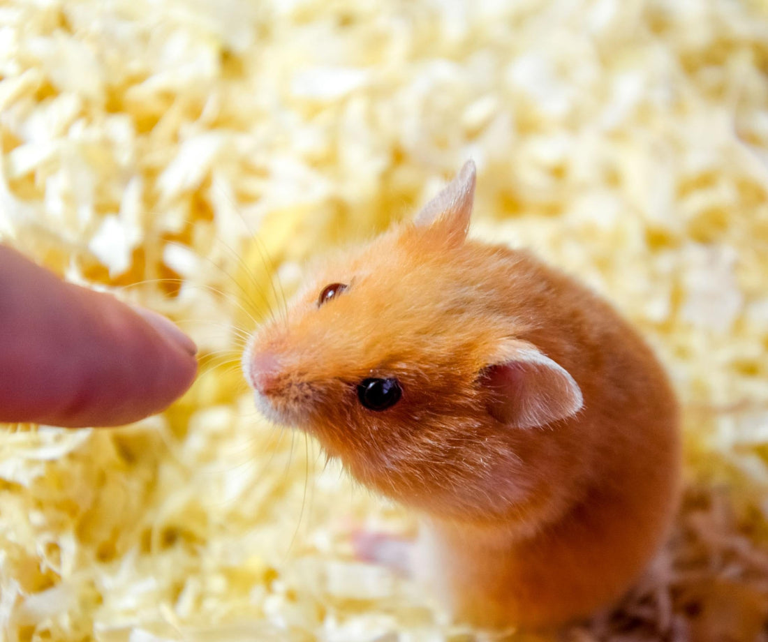 How to Stop a Hamster From Biting