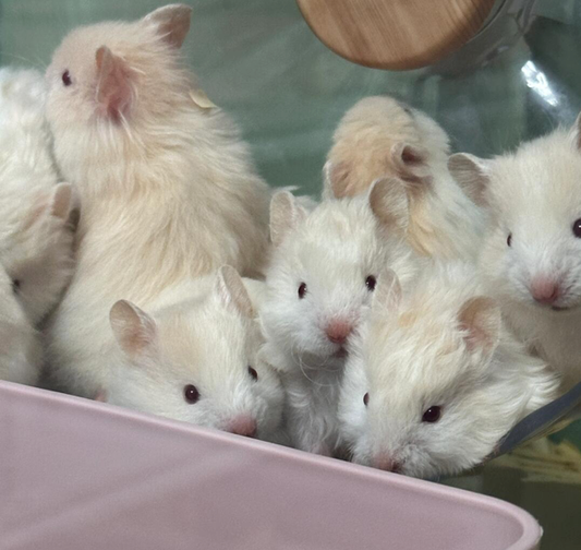Can Hamsters Live Together?