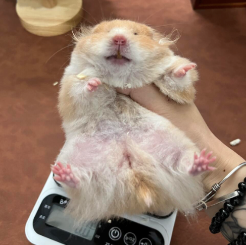 Is Your Hamster Overweight? Signs & Safe Weight Loss Tips