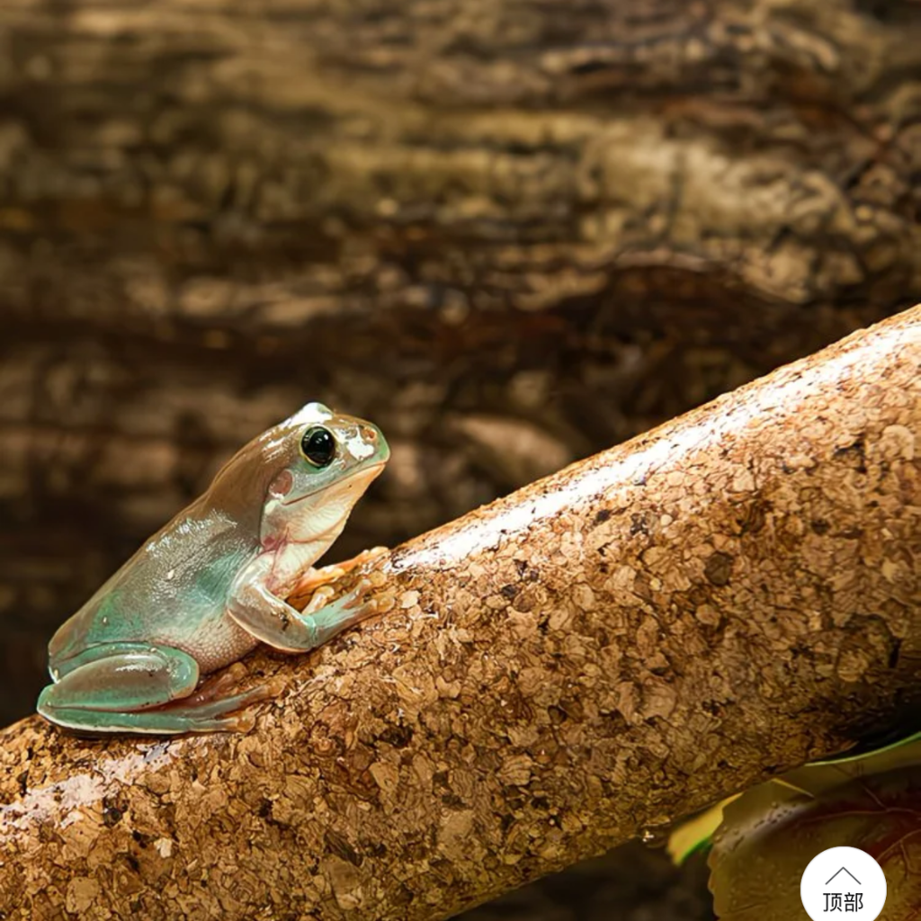 Natural Cork Bark Climbing Log for Reptiles