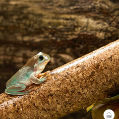 Natural Cork Bark Climbing Log for Reptiles