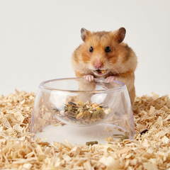 Clear Feeding Bowl for Hamsters & Small Pets