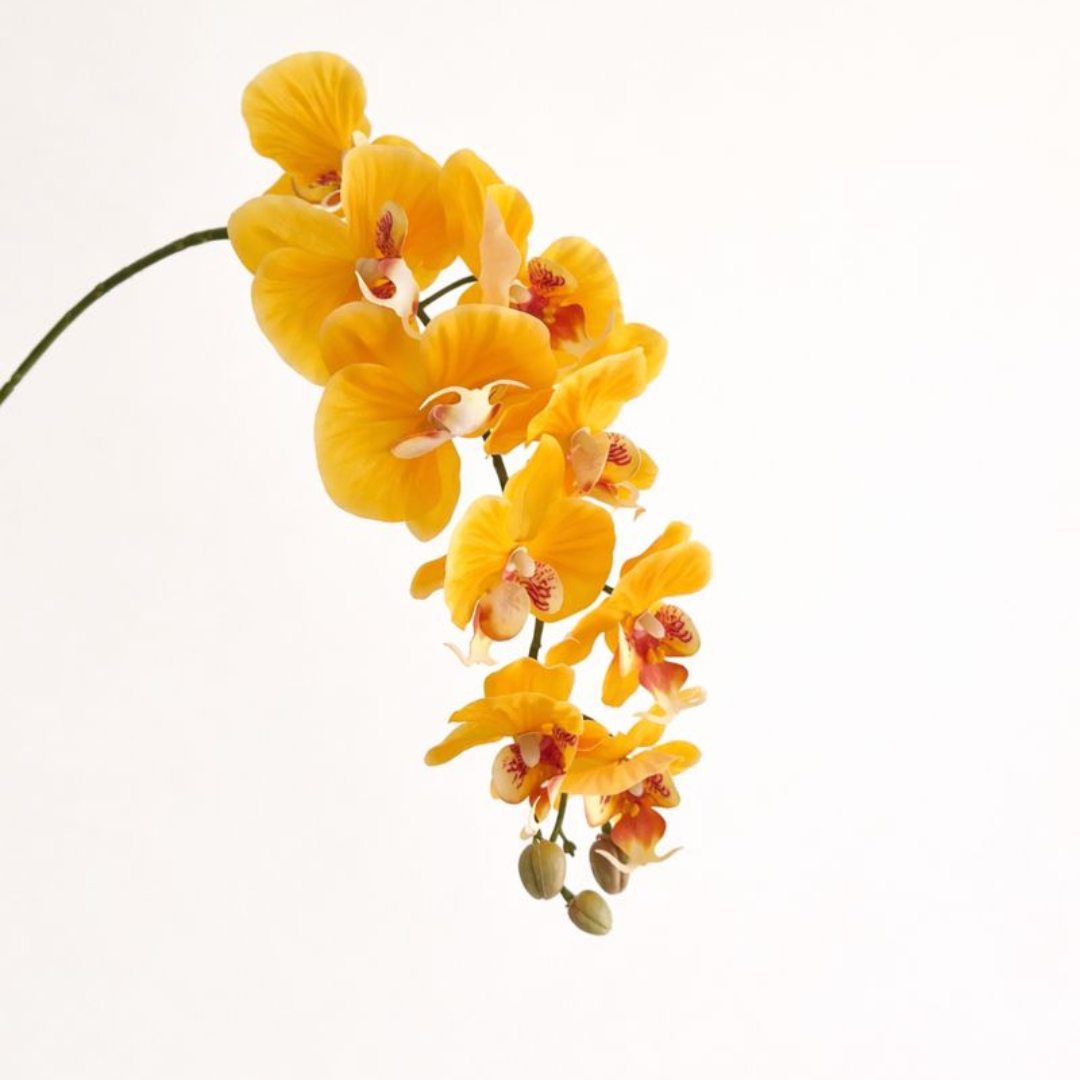 Artificial Phalaenopsis Orchid Vine for Climbing & Cascading Terrariums