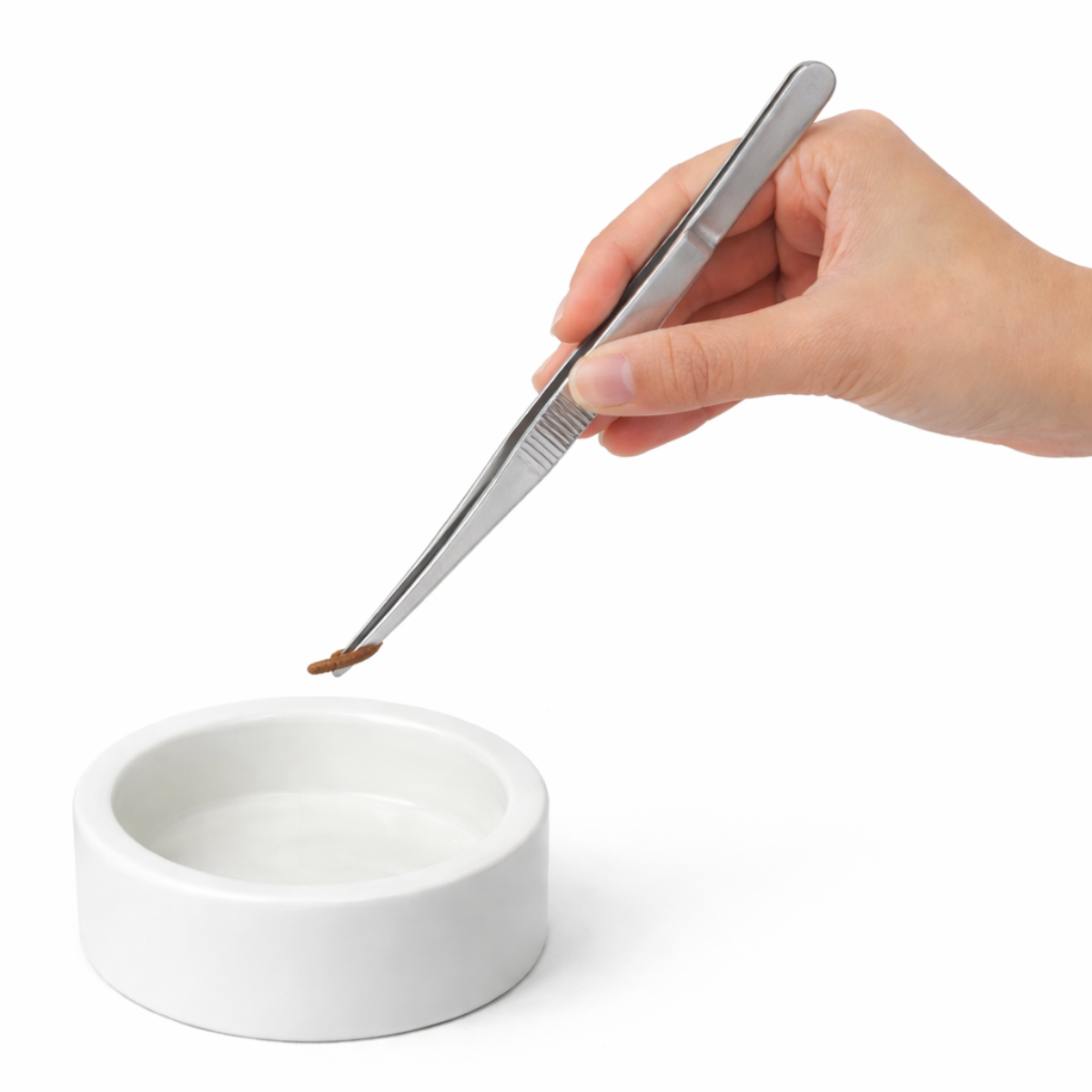 Stainless Steel Straight Feeding Tweezers