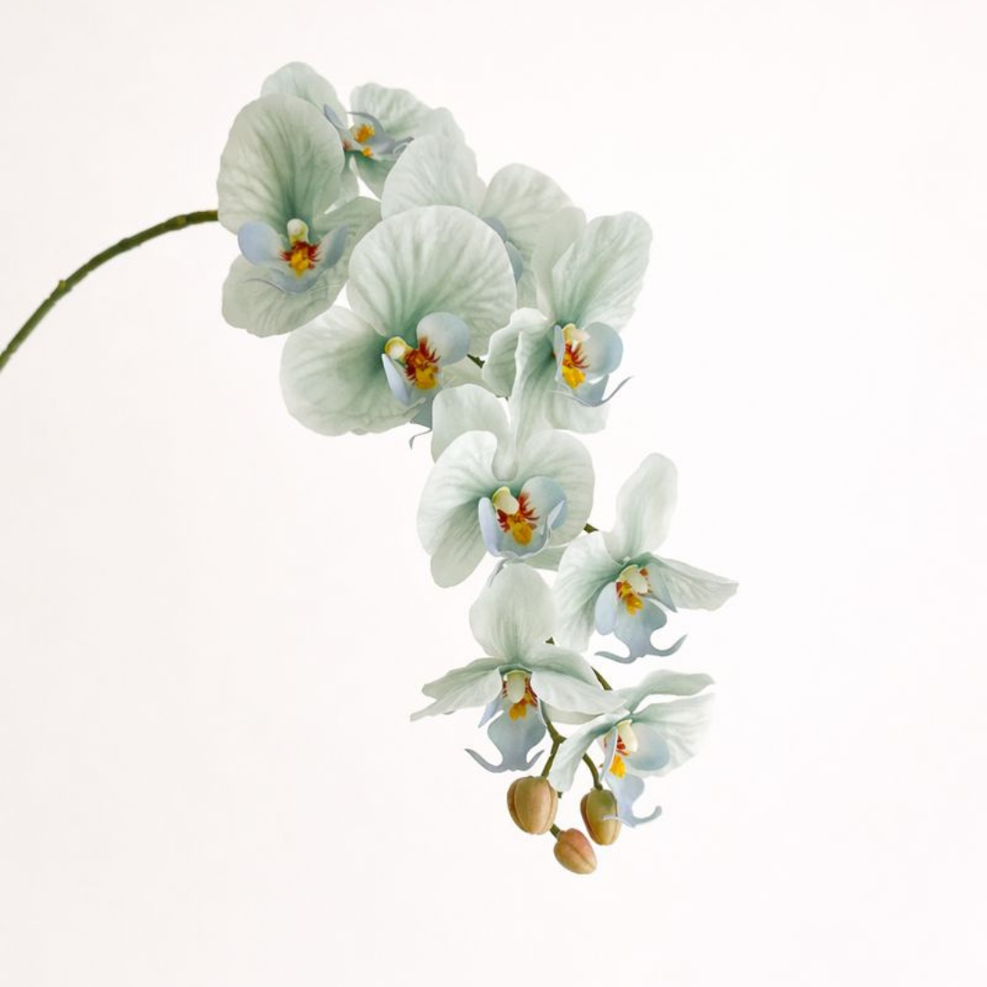 Artificial Phalaenopsis Orchid Vine for Climbing & Cascading Terrariums
