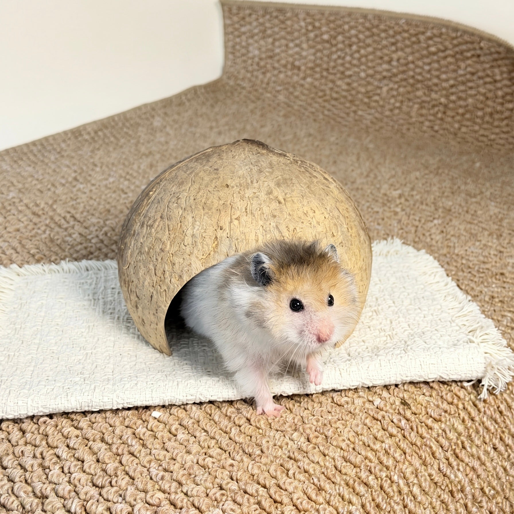Natural Coconut  Hideout