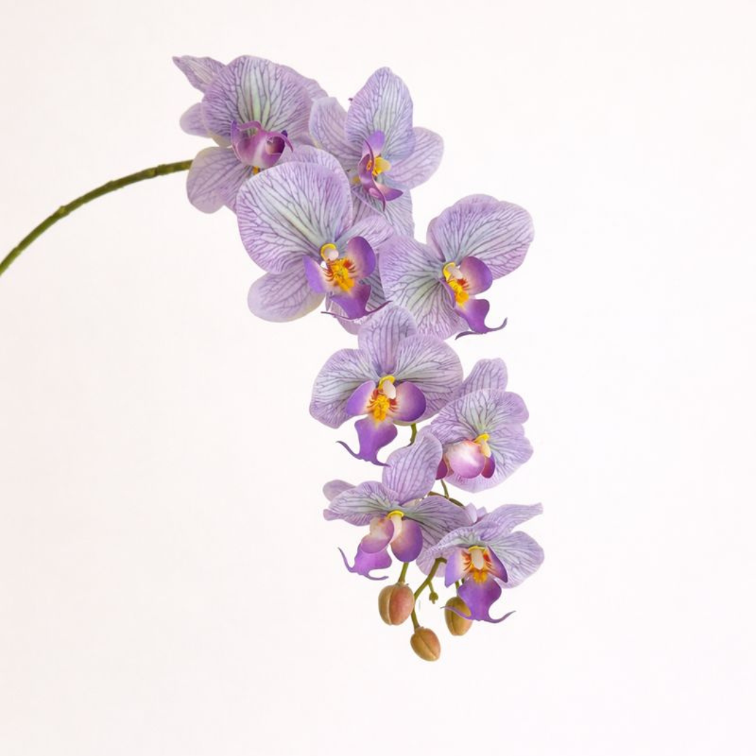 Artificial Phalaenopsis Orchid Vine for Climbing & Cascading Terrariums