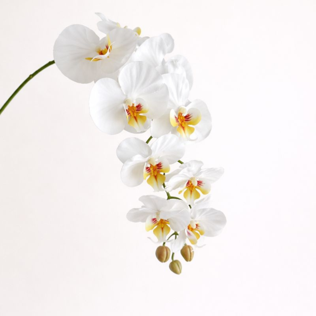 Artificial Phalaenopsis Orchid Vine for Climbing & Cascading Terrariums