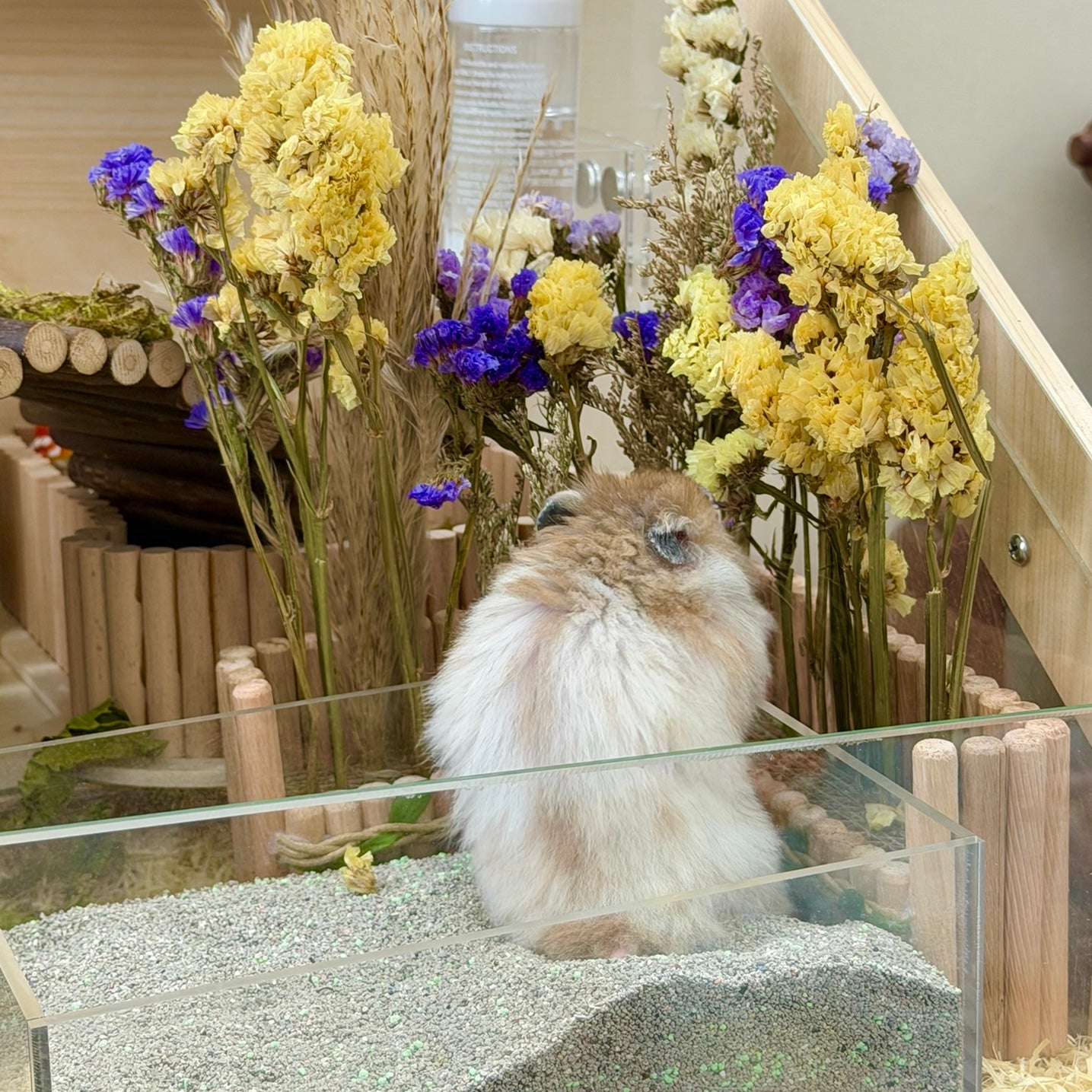 Natural Wooden Foraging & Spray Holder for Hamsters