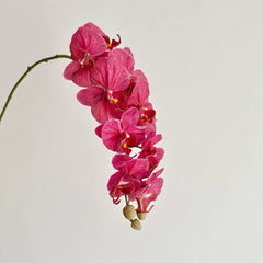 Artificial Phalaenopsis Orchid Vine for Climbing & Cascading Terrariums