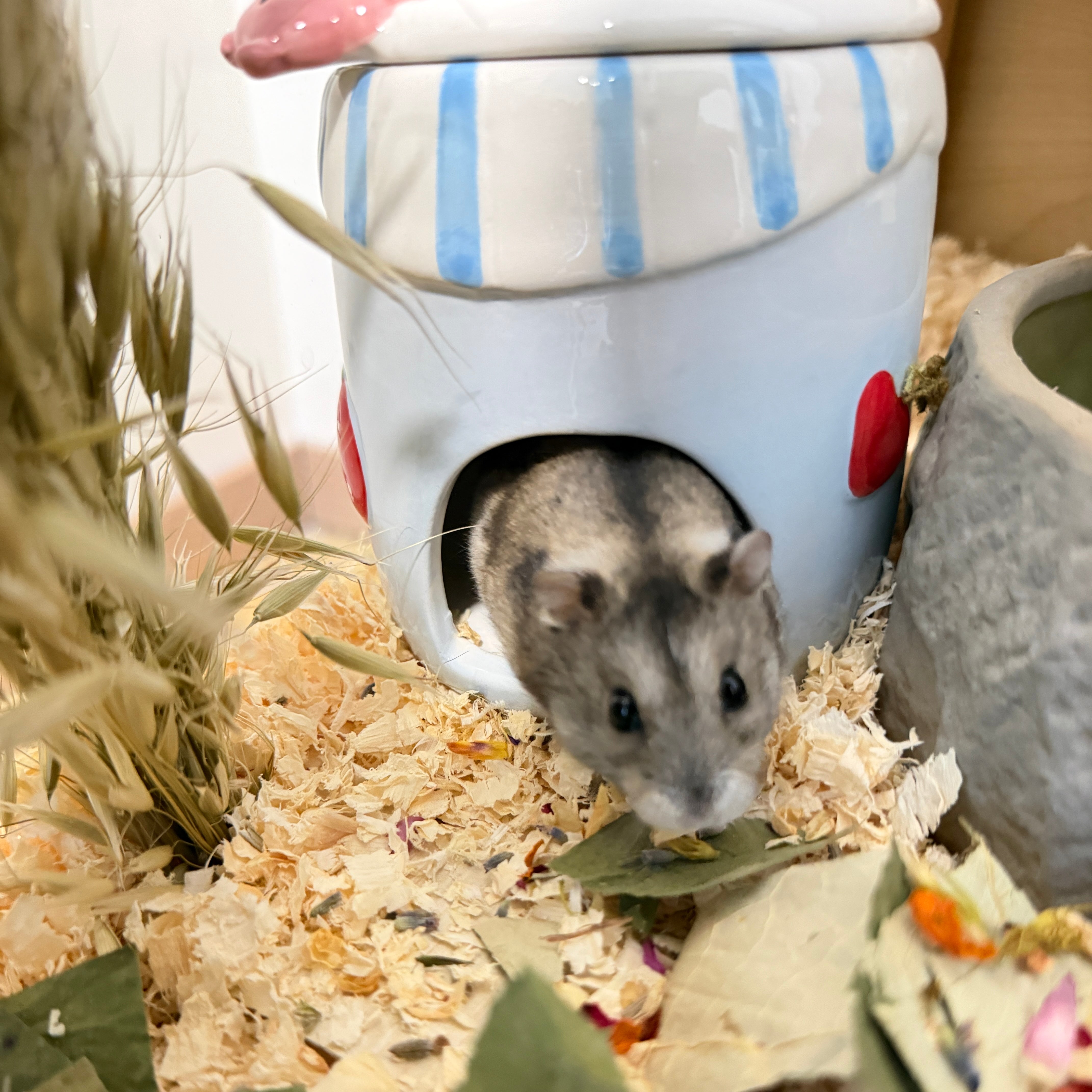 Cute Ceramic Hamster Hideout & Food Bowl