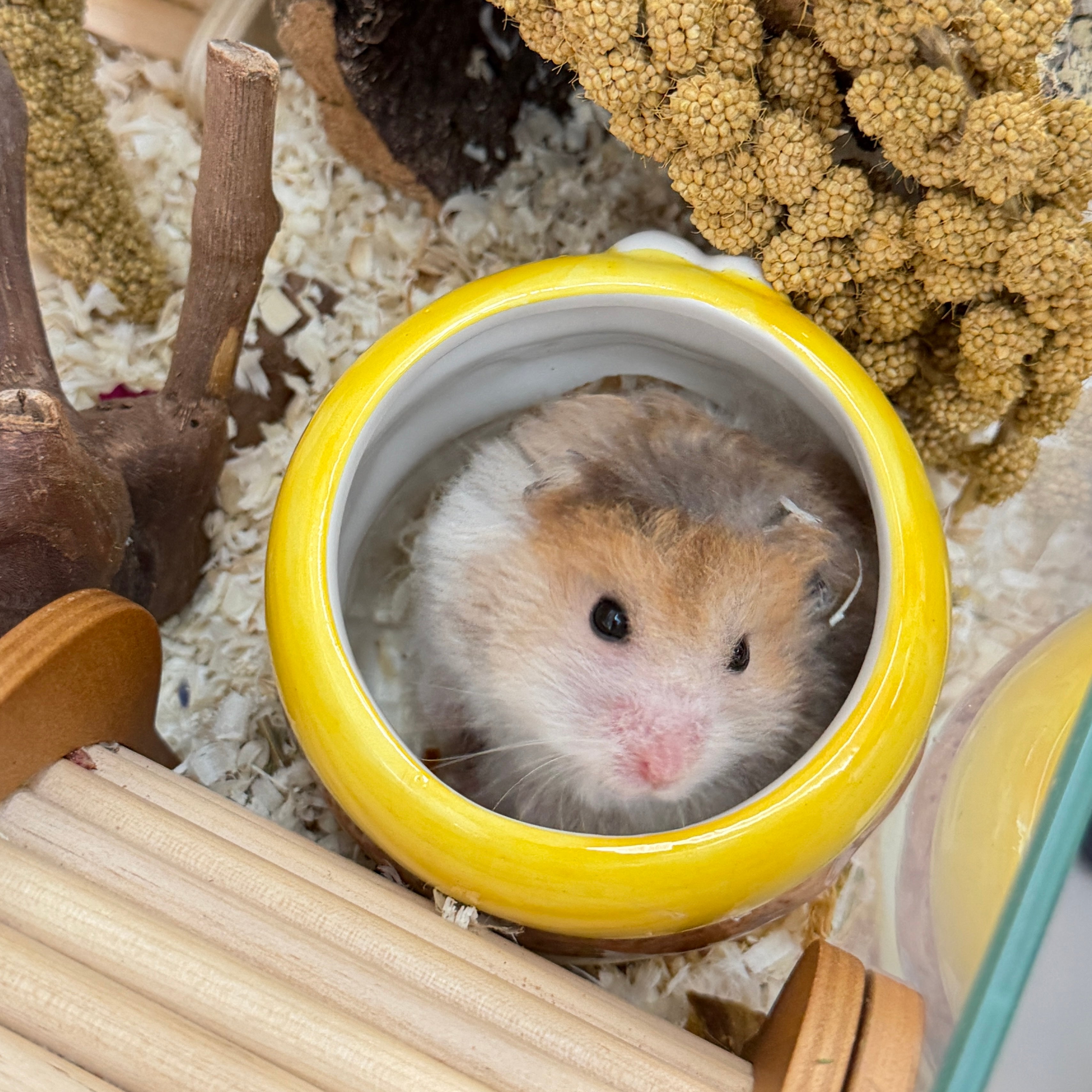 Cute Ceramic Hamster Hideout & Food Bowl