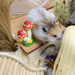 Forest Mushroom Mini Decor for Hamster Enclosures