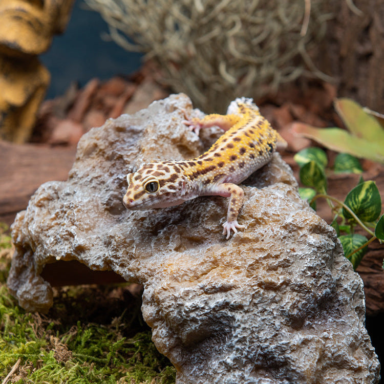 Reptile Rock Hideout