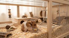 Clear Feeding Bowl for Hamsters & Small Pets